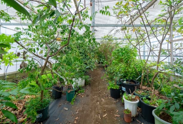 バイオマス発電の余熱や堆肥を活用して青々と植物が育つ、ビニールハウス内の様子