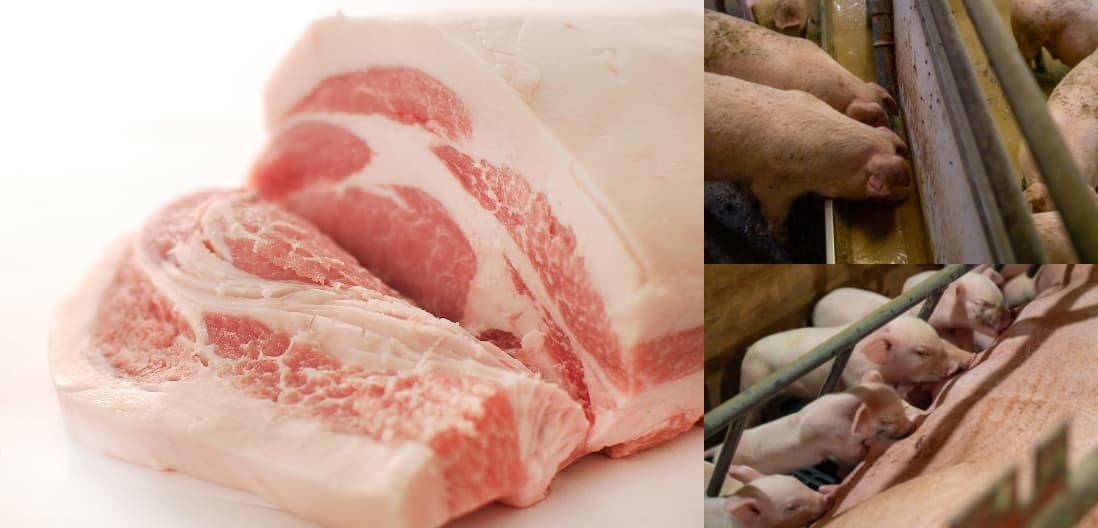 新鮮な豚肉。元気な豚