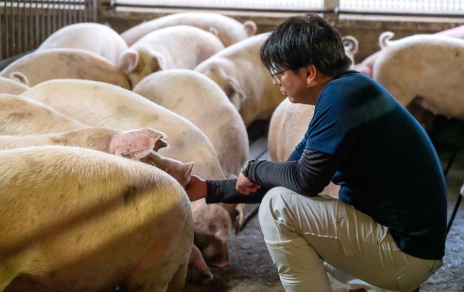 飼育員の手を鼻先に近づけて人懐っこく見上げる元気な豚たち