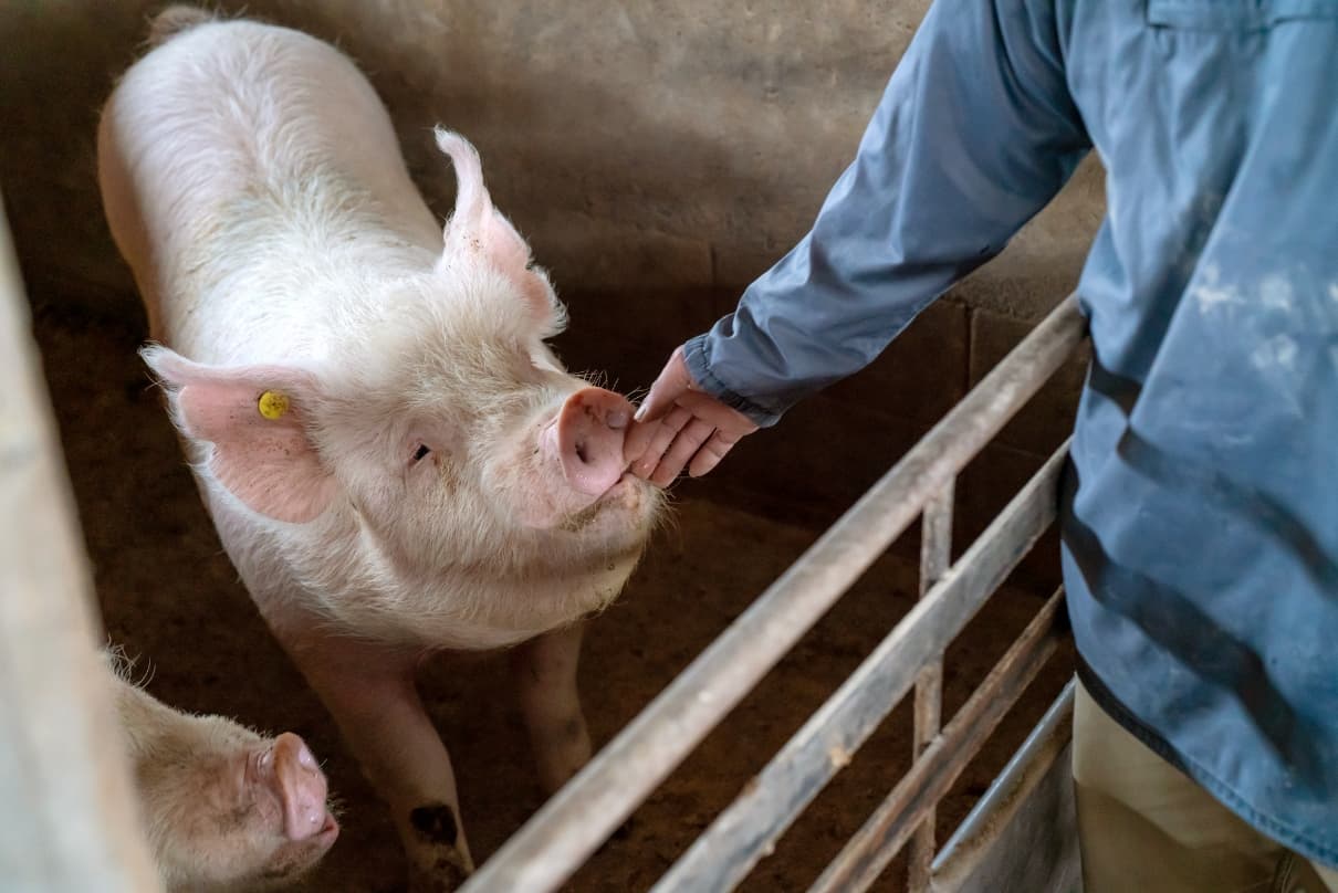 養豚場の舎内で飼育員の手から優しく鼻先を撫でられている白い豚