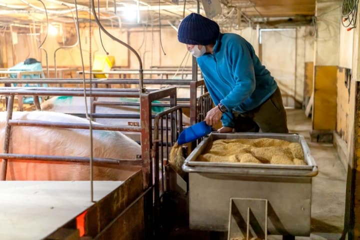 養豚舎の中で、手押しカートに積まれた飼料をスコップで豚の給餌口に投入する飼育スタッフ