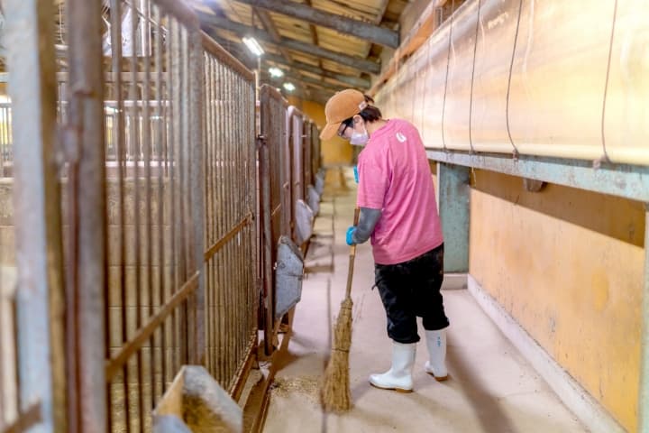 ピンクのTシャツを着用し、豚舎の通路を竹箒で丁寧に清掃する女性スタッフ