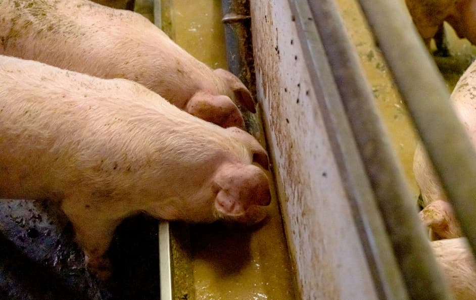一列に並んで熱心に飼料を食べている田原ポークの豚たちの後ろ姿